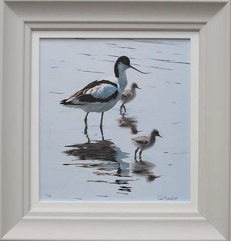 Avocet by Clive Meredith