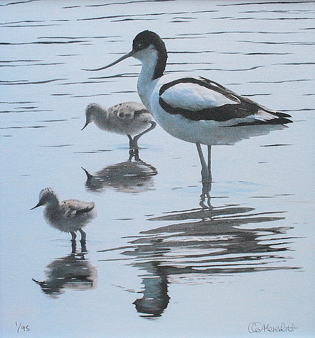 Avocet and Chicks by Clive Meredith