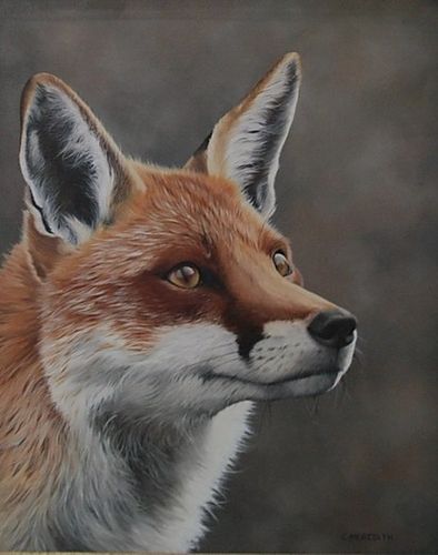 Fox by Clive Meredith