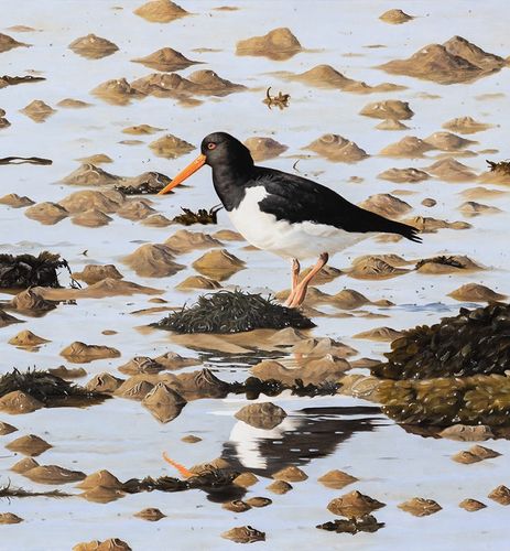 Oystercatcher by Clive Meredith