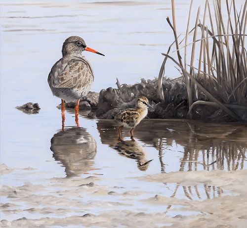 Redshank by Clive Meredith