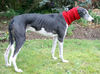 Hand Knitted Dog Snood - Claret S/M