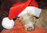 KGUK Christmas Cards - Waiting for Santa - A6