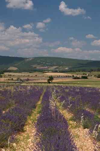 Provence, Lavendel