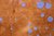 Antonella Inky dots blue/brown